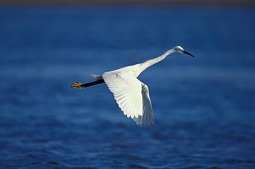 Intermediate Egret, egretta garzetta, Adult in Flight, Namibia