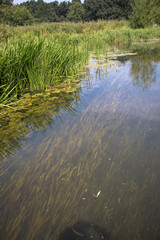 Water weed in the River Bure, The Broads, Norfolk, UK