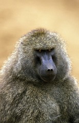 Olive Baboon, papio anubis, Portrait of Male, Masai Mara Park in Kenya