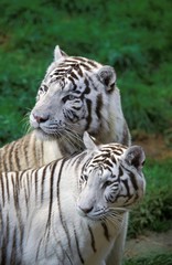 White Tiger, panthera tigris, Adults