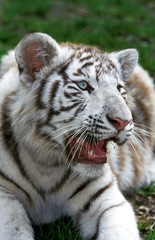 White Tiger, panthera tigris, Portrait of Cub