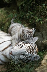 Fototapeta na wymiar White Tiger, panthera tigris, Mother and Cub