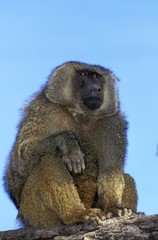 Olive Baboon, papio anubis, Male, Masai Mara Park in Kenya