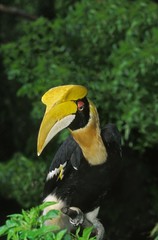 Great Hornbill, buceros bicornis, Adult