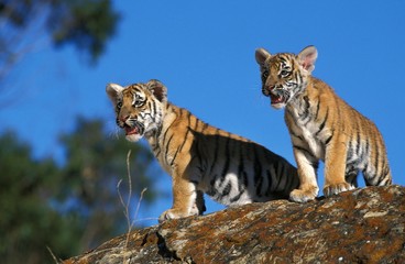 Bengal Tiger, panthera tigris tigris, cub standing on Rock