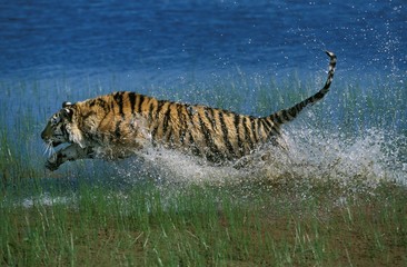 Fototapeta na wymiar Bengal Tiger, panthera tigris tigris, Adult running through Water