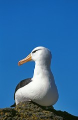 Black-Browed Albatross, diomedea melanophris, Drake Passage in Antarctica
