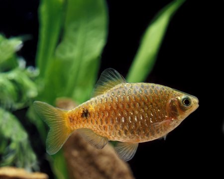 Rosy Barb, puntius conchonius