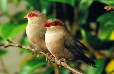 Black-Rumpted Waxbillor Red9Eared Waxbill, estrilda troglodytes, Adults standing on Branch
