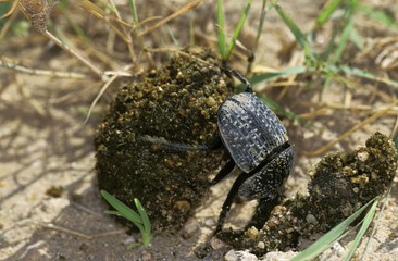 Dung Beetle, Adult, rolling dung Ball, Kenya