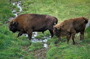 Obraz na płótnie Canvas European Bison, bison bonasus