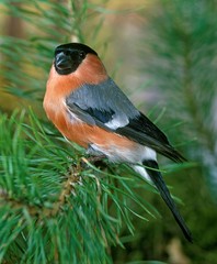 Bullfinch, pyrrhula pyrrhula, Male standing on Pine's Branch