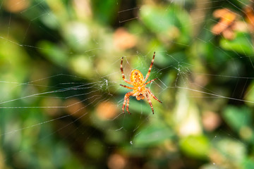 Spider sitting on a web