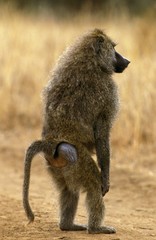 Olive Baboon, papio anubis, Male standing on Hind Legs, Masai Mara Park in Kenya