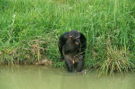 Chimpanzee, pan troglodytes, Female entering Water