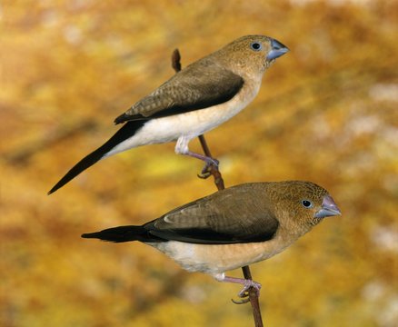 African Silverbill, lonchura cantans, Females standing on Branch