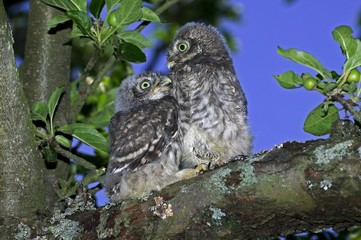 Little Owl, athene noctua, Youngs standing on Branch, Normandy