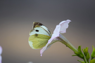 butterfly on flower