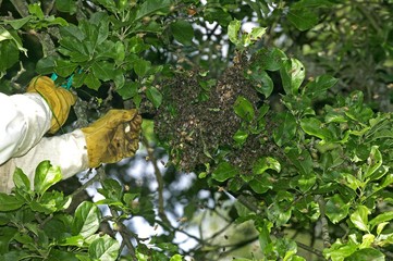 Beekeeper taking a Wild Swarm and transfering it to a Hive, Normandy