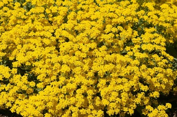 Golden Alysssum, alyssum saxatile