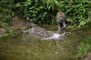 Fishing Cat, prionailurus viverrinus, Adult standing in Water, Fishing
