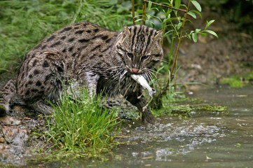 Fishing Cat, prionailurus viverrinus, Adult standing in Water, Fishing, with Fish in Mouth