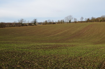 Fields in winter. Essex, December 2016