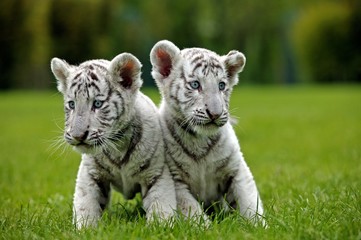 White Tiger, panthera tigris, Cub