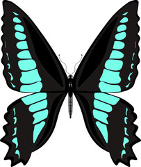 アオスジアゲハ