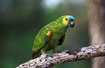 Zelfklevend Fotobehang Blue-Fronted Amazon Parrot or Turquoise-Fronted Amazon Parrot, amazona aestiva, Adult standing on Branch, Pantanal in Brazil © slowmotiongli