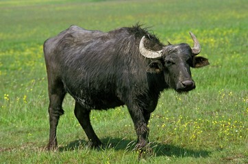 Asian Water Buffalo, bubalus arnee, Adult