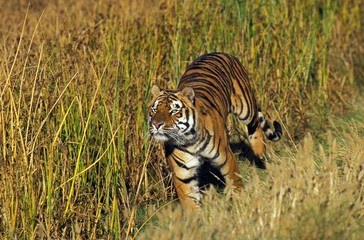 Naklejka premium Bengal Tiger, panthera tigris tigris, Adult running