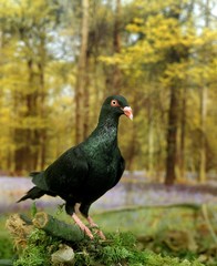 Danish Pigeon