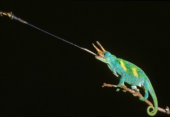 Jackson's Chameleon, chamaeleo jacksoni, Male striking at an Insect