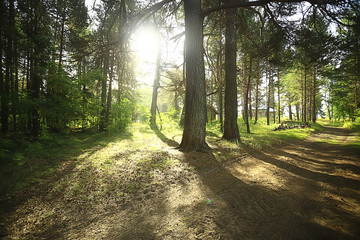 Obraz premium sun rays in coniferous forest, abstract landscape summer forest, beautiful wilderness nature