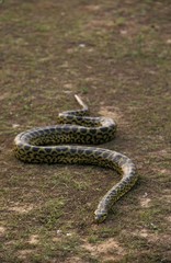 Green Anaconda, eunectes murinus, Pantanal in Brazil