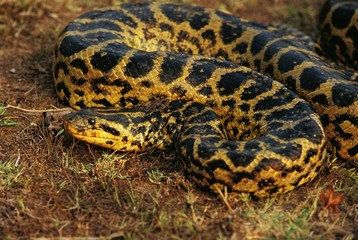 Green Anaconda, eunectes murinus, Pantanal in Brazil
