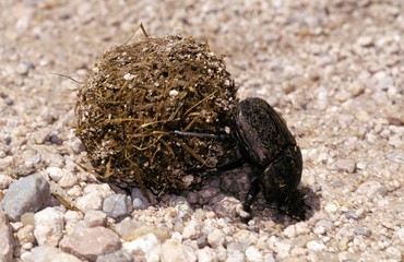 Dung Beetle, Adult, rolling dung Ball, Kenya