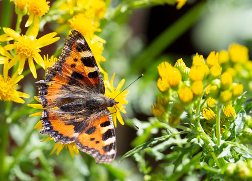 Small tortoiseshell butterfly feeding on yellow ragwort