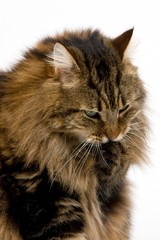 Angora Domestic Cat, Male Licking its Paw against White Background