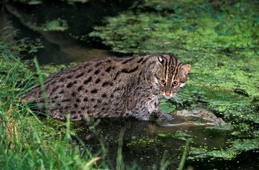 Fishing Cat, prionailurus viverrinus, Adult entering Water