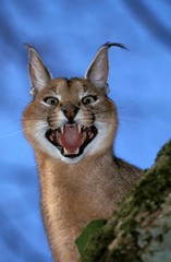 Caracal, caracal caracal, Adult Snarling in Defensive Posture