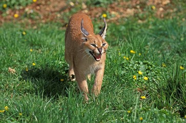 Caracal, caracal caracal, Adult Snarling in Defensive Posture