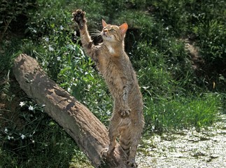 European Wildcat, felis silvestris, Adult standing on Hind Legs, Hunting