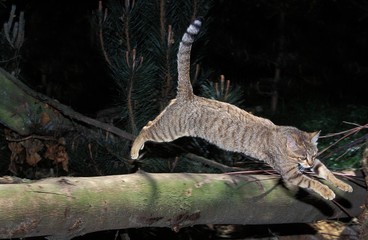 European Wildcat, felis silvestris, Adult Leaping © slowmotiongli