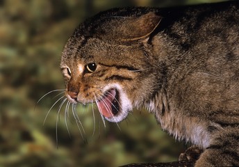 European Wildcat, felis silvestris, Adult Snarling in Defensive Posture © slowmotiongli