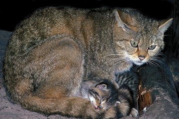 European Wildcat, felis silvestris, Kitten Sleeping under Mother
