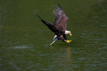 Bald Eagle, haliaeetus leucocephalus, Immature in Flight above water, Fishing