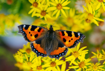 Small tortoiseshell butterfly feeding on yellow ragwort