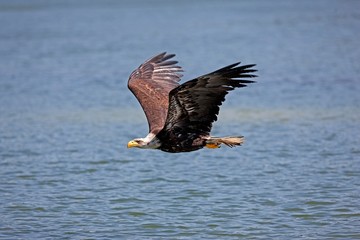 Bald Eagle, haliaeetus leucocephalus, Immature in Flight above water